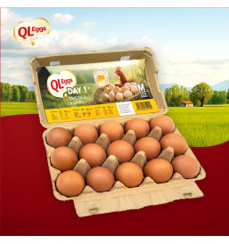 QL Eggs Day 1 Omega 3 & DHA  - Large 20pcs/30pcs/40pcs