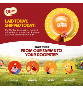 QL Eggs Day 1 Omega 3 & DHA Large – Fresh Eggs (20, 30, 40 pcs)