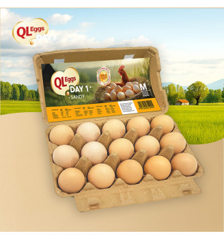 QL Sandy Day 1 Egg - Medium 20pcs/30pcs/40pcs