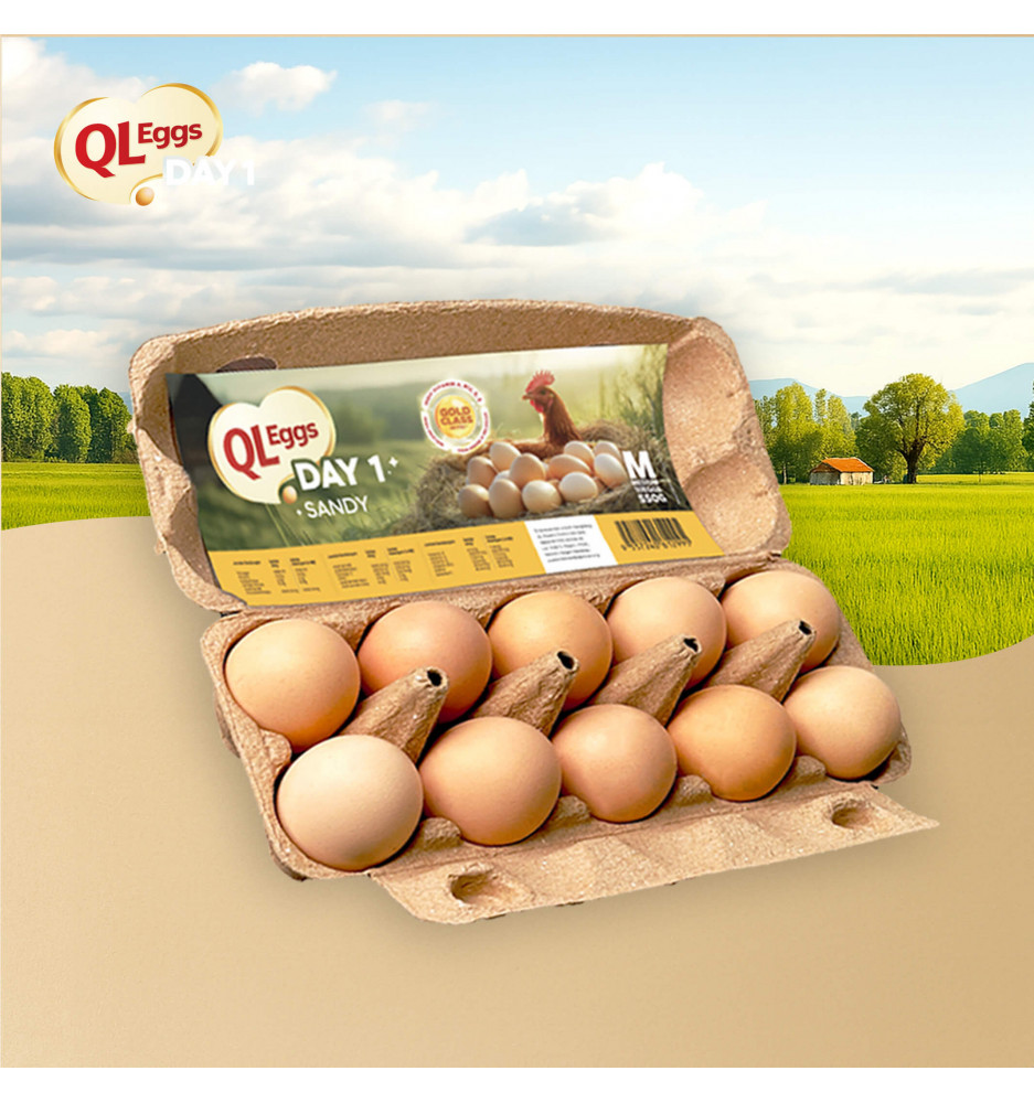 QL Sandy Day 1 Egg - Medium 20pcs/30pcs/40pcs