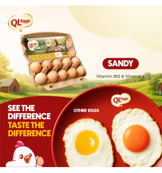 QL Sandy Day 1 Egg - Medium 20pcs/30pcs/40pcs
