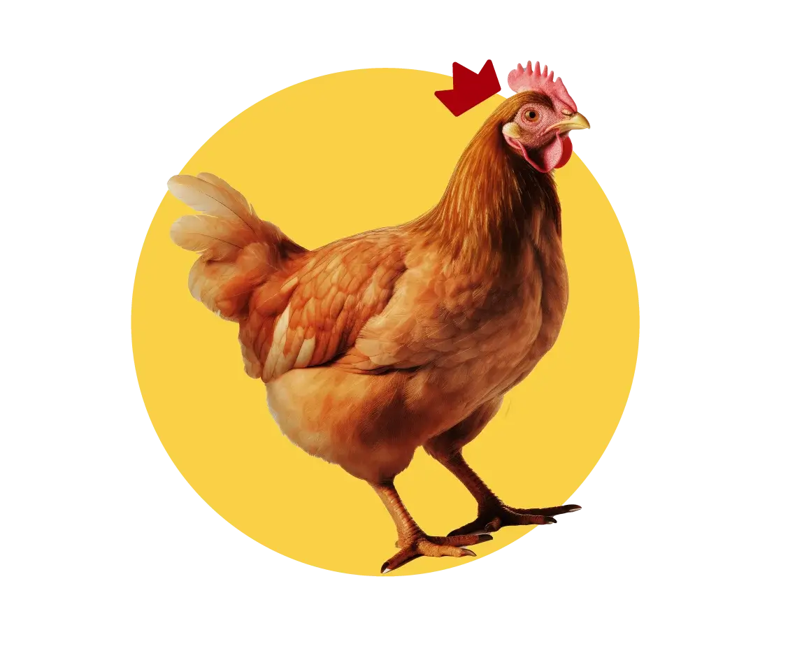 QL Eggs Farm Hen – Probiotic-Fed Chickens for Premium Egg Production Malaysia